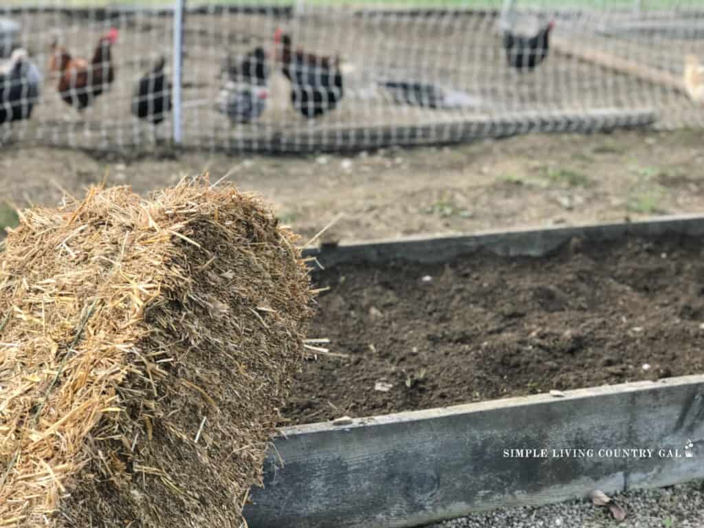 a bale of straw next to a bed of freshly planted garlic