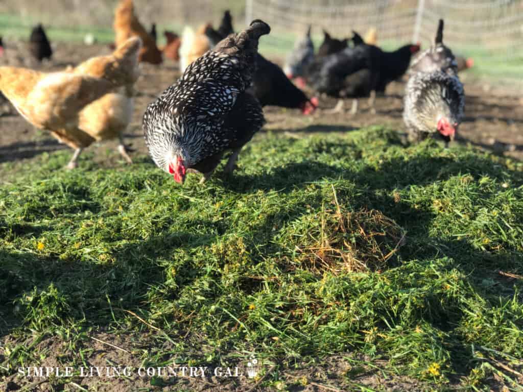 a flock of chickens free ranging in a backyard