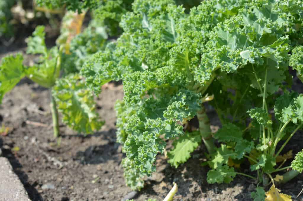 a kale plant growing in a backyard garden