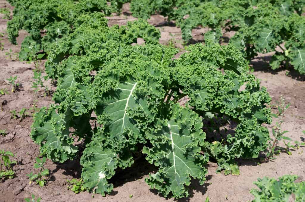 a kale plant growing in a garden