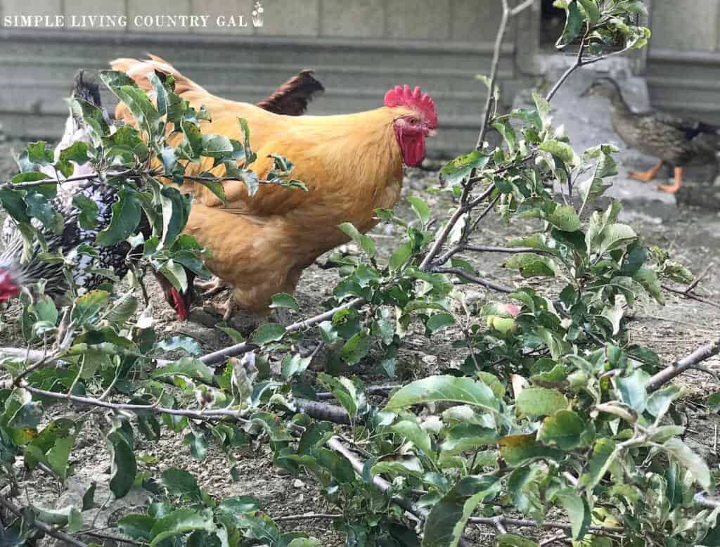 a rooster hiding behind branches in a coop copy