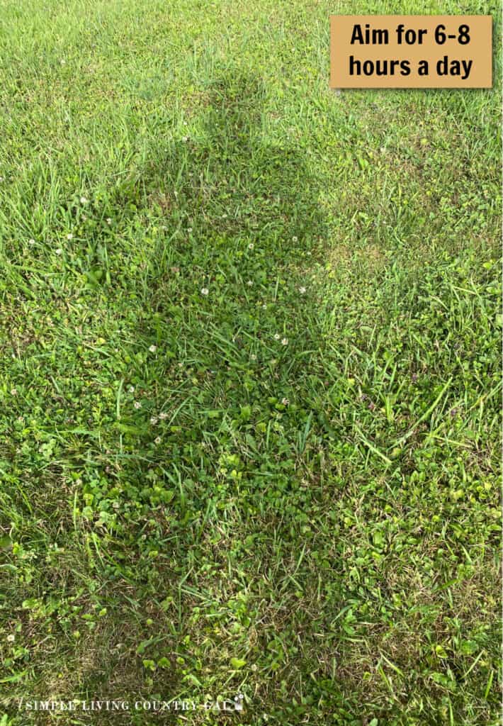 a shadow of a person on green grass with words- 6-8 hours of sun a day 