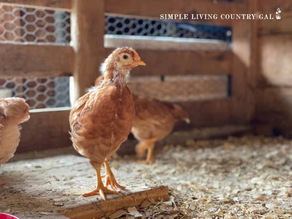 baby chick posing for a photo