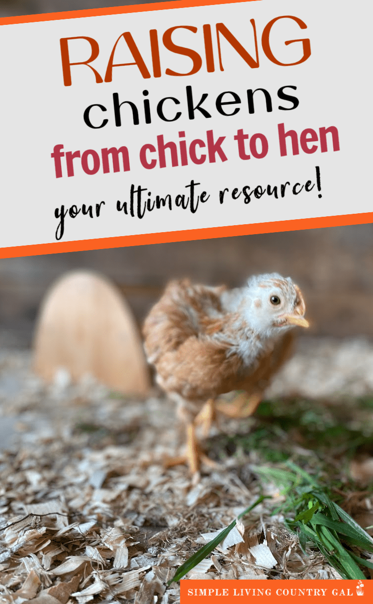 Raising Chickens | Simple Living Country Gal