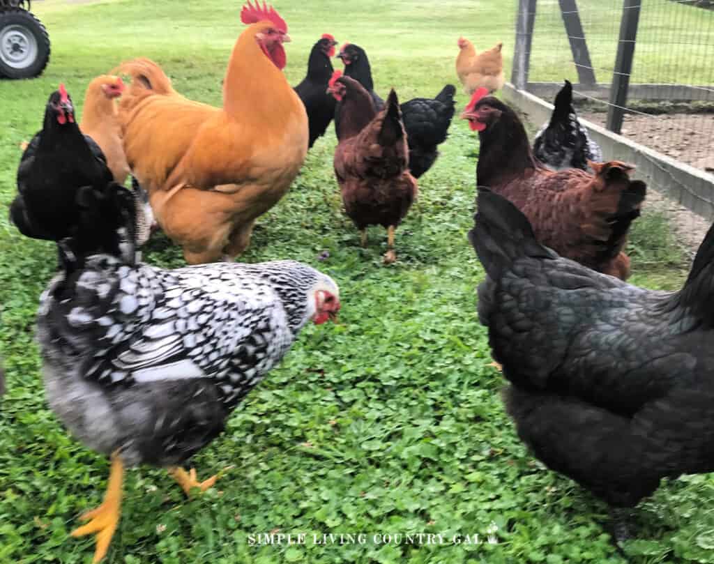 chickens free ranging in a backyard