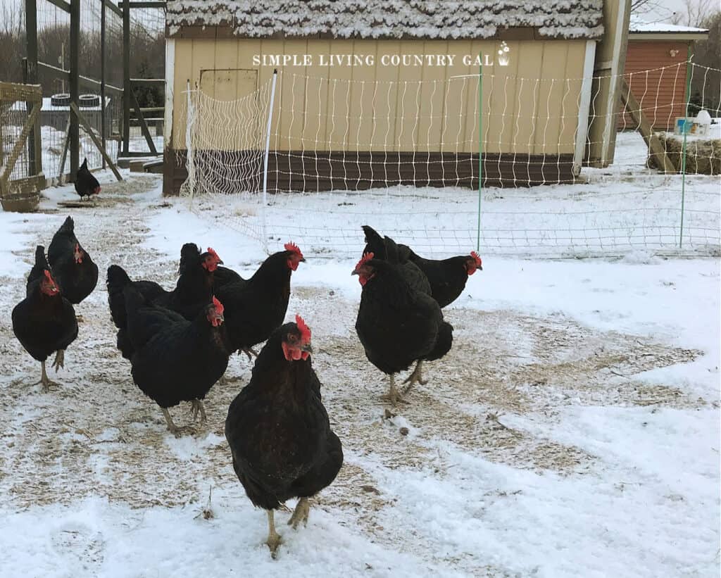 chickens free ranging near a mesh netting and a chicken coop