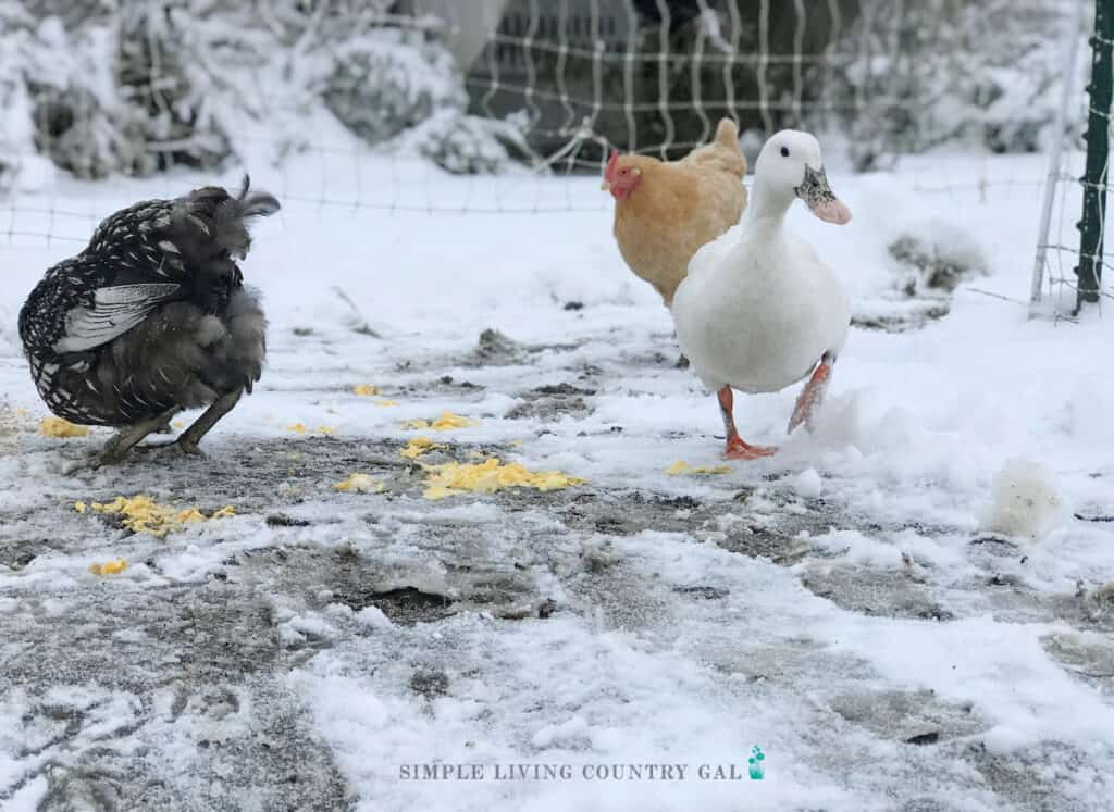 ducks and chickens free ranging in the snow near a fence