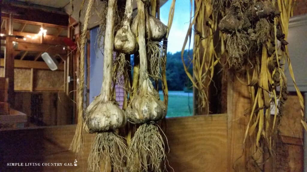 garlic hanging in a barn to dry