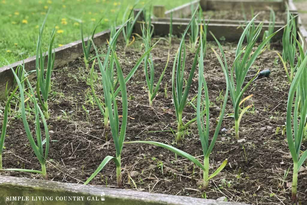 how to grow garlic ready to harvest in a garden