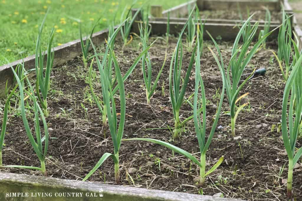 Simple Steps to Grow Spring Garlic in Garden - SUFCo