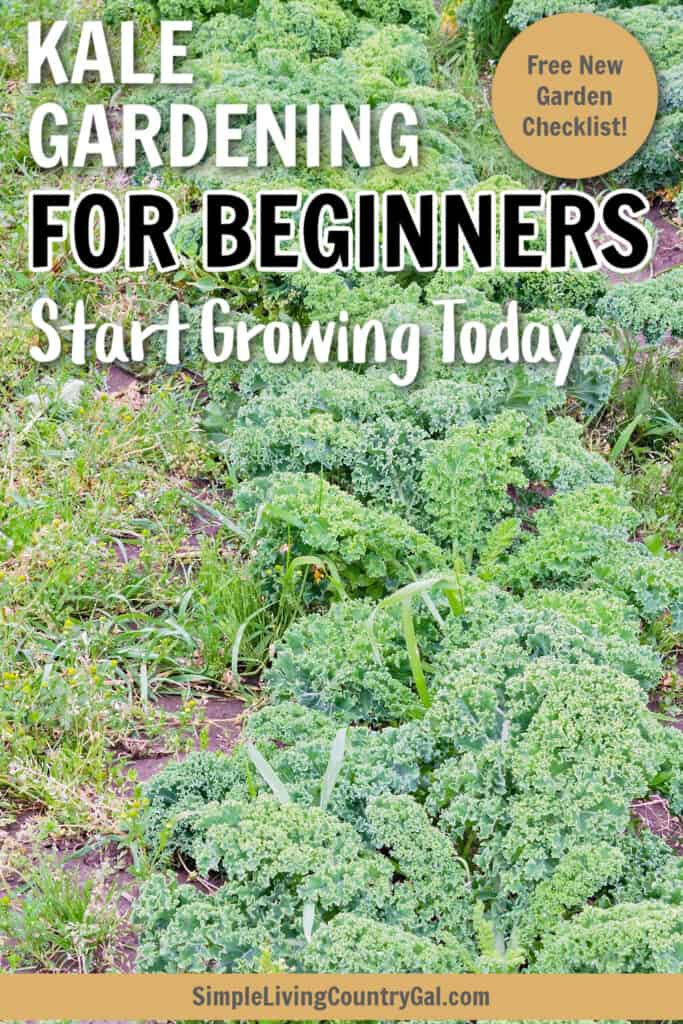 how to grow kale for beginners