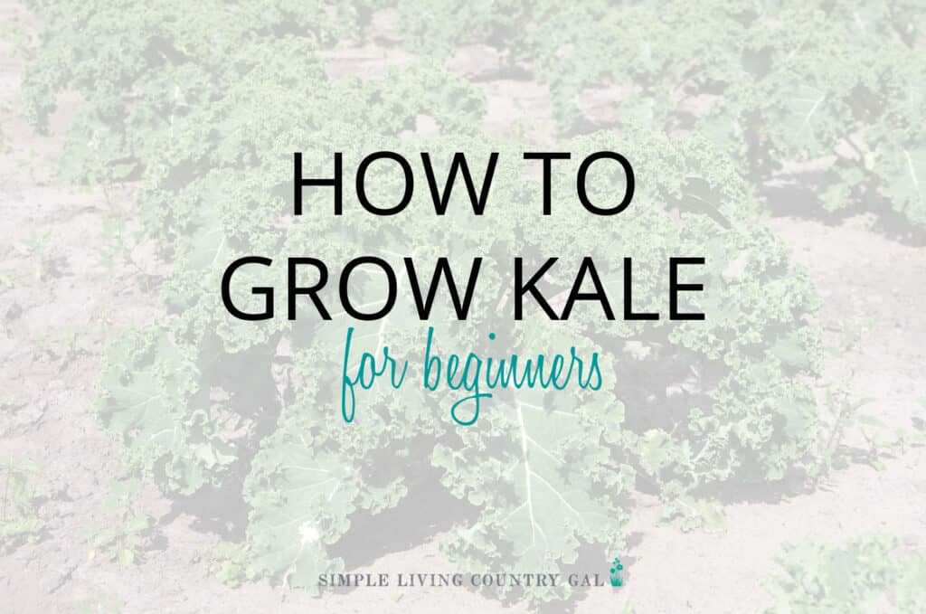 how to grow kale for beginners