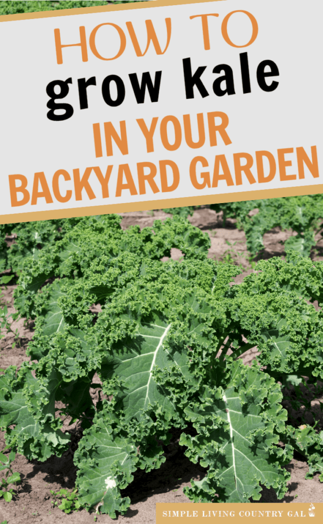how to grow kale for beginners