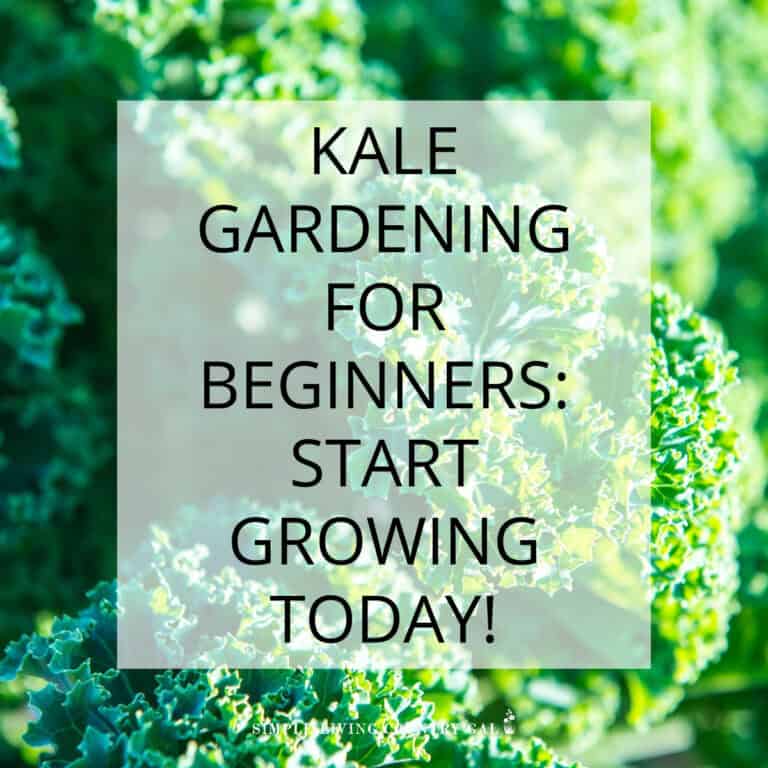 how to grow kale for beginners