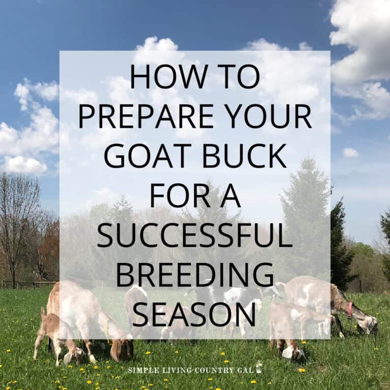 How to Prepare for Bucks Breeding Season