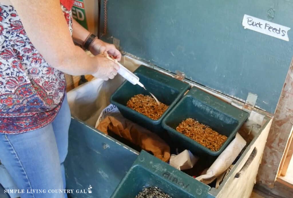 a woman squirting probiotic paste into grain in a feed bowl for a goat buck to prepare for breeding 