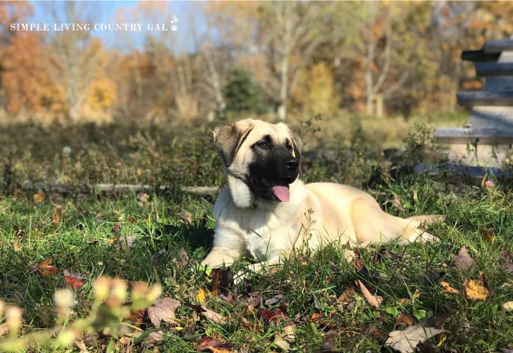 livestock guardian dog lying in a pasture