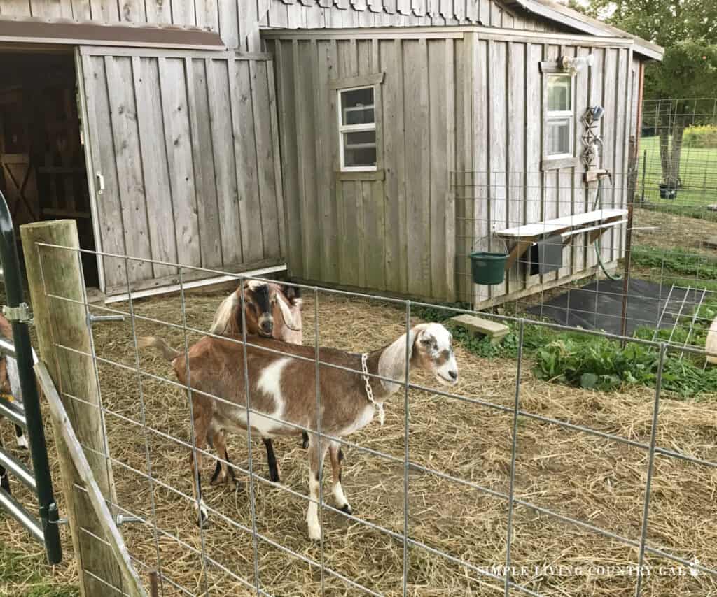 a buck sniffing a doe before breeding in a pen of a barn