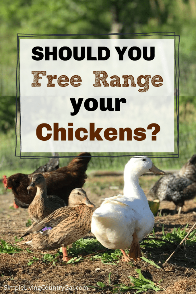 should you free range your chickens