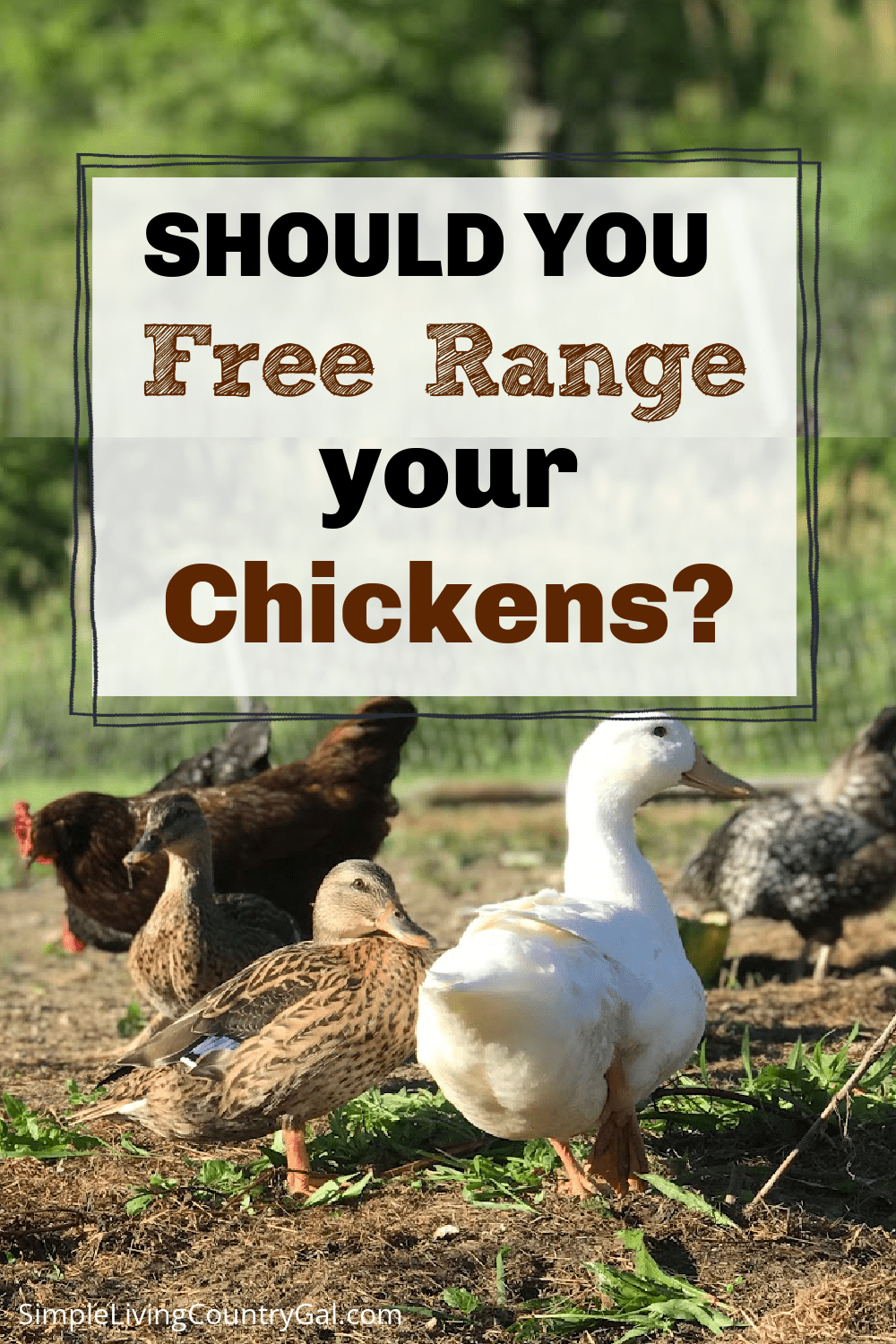 How to Free Range Chickens Simple Living Country Gal