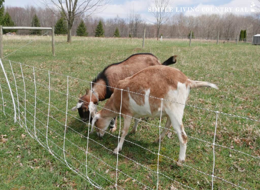 two male goats near electric fence netting