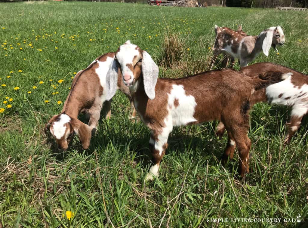 young Nubian goat kids on a pasture