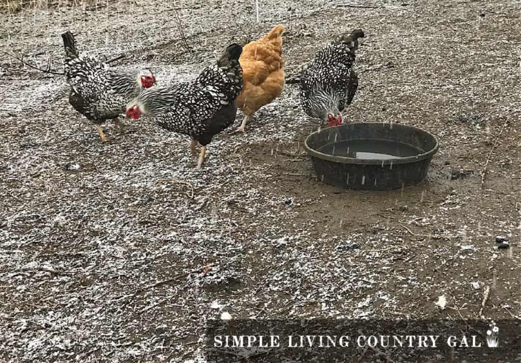 4 chickens outside in the snow