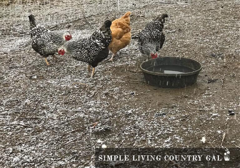 How Many Chickens Do I Need? Simple Living Country Gal