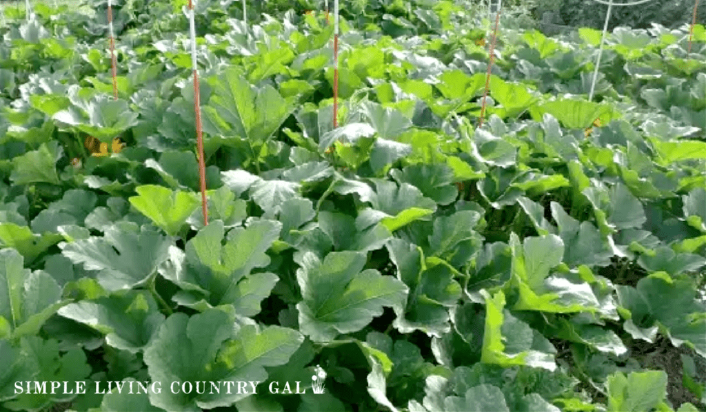 A patch of pumpkins growing in a backyard garden