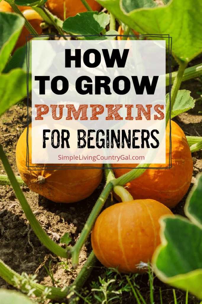 How to grow pumpkins for beginners