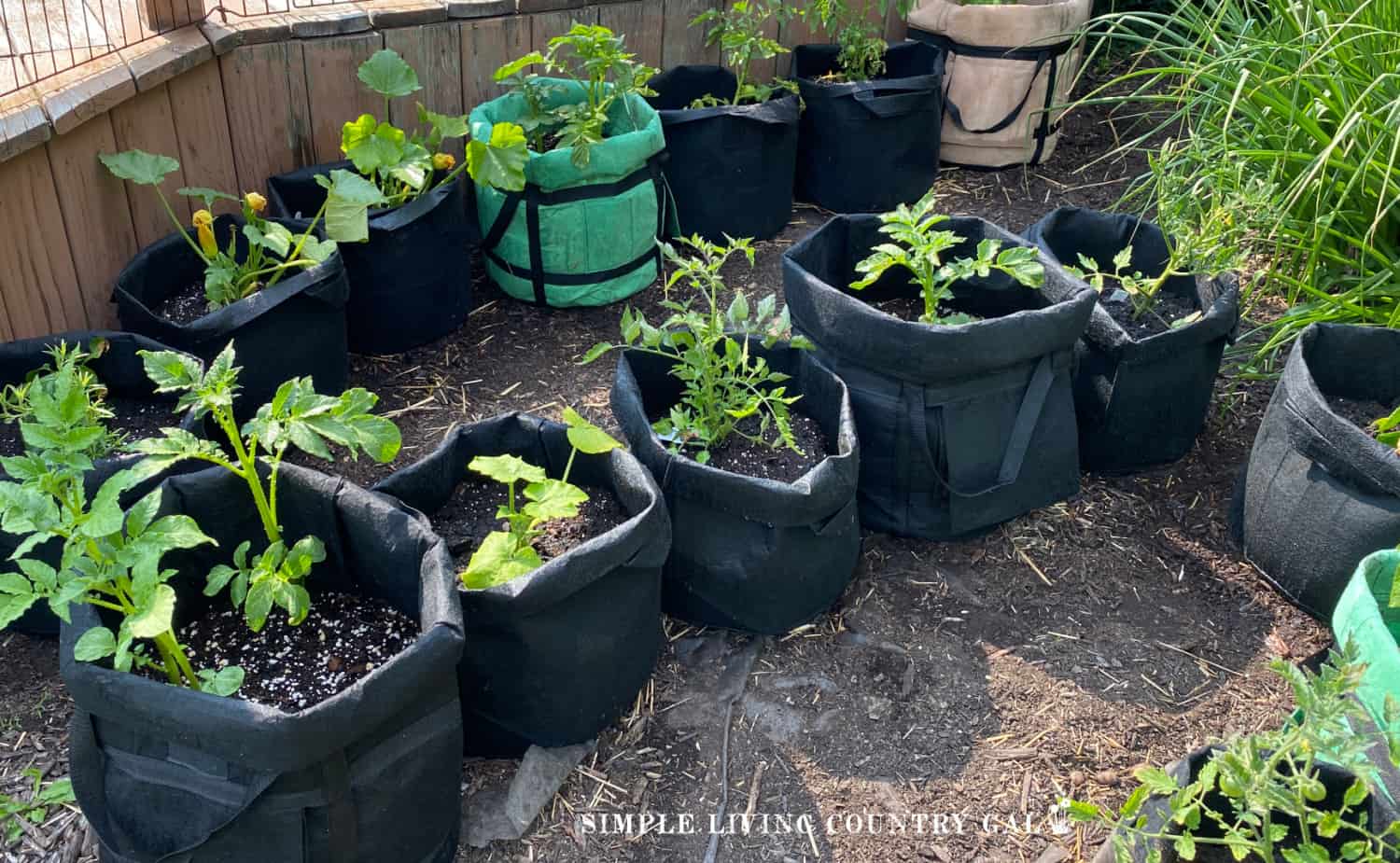 How to Grow Pumpkins for Beginners | Simple Living Country Gal