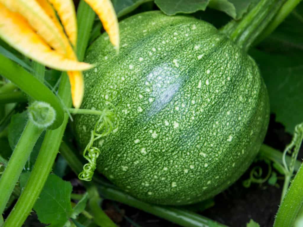 Growing green pumpkin in organic vegetable garden.