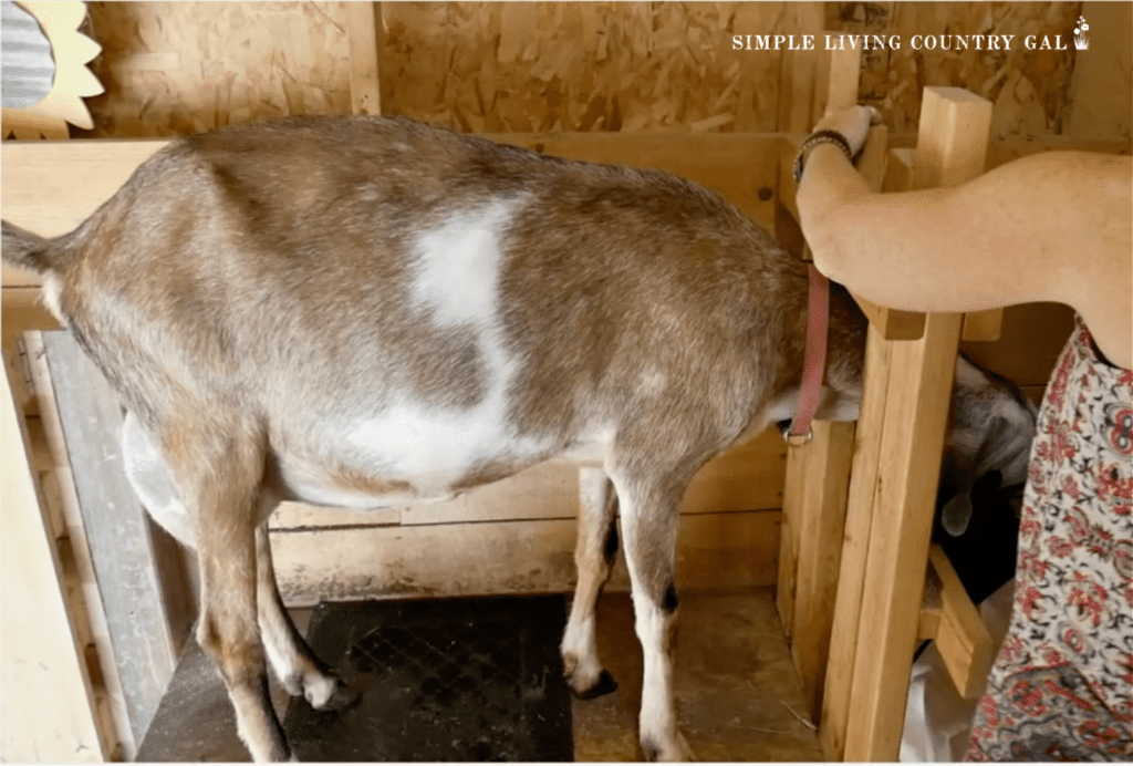 a tan Nubian goat being secured onto a milk stand in a barn