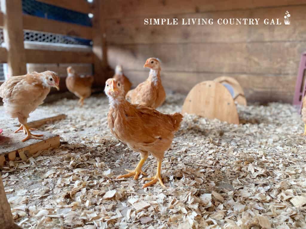 baby chicks standing in a pen