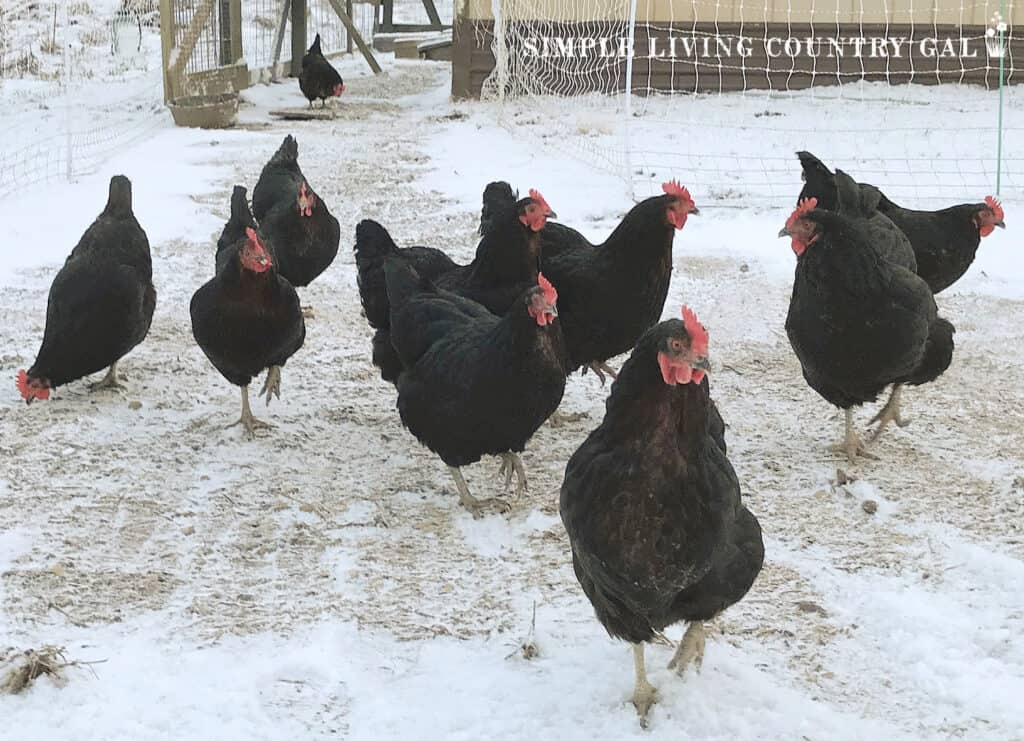 black chickens outside in the snow