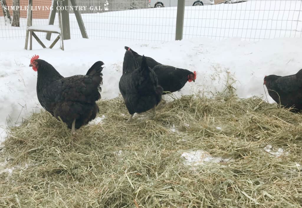 black star chickens outside in the winter snow