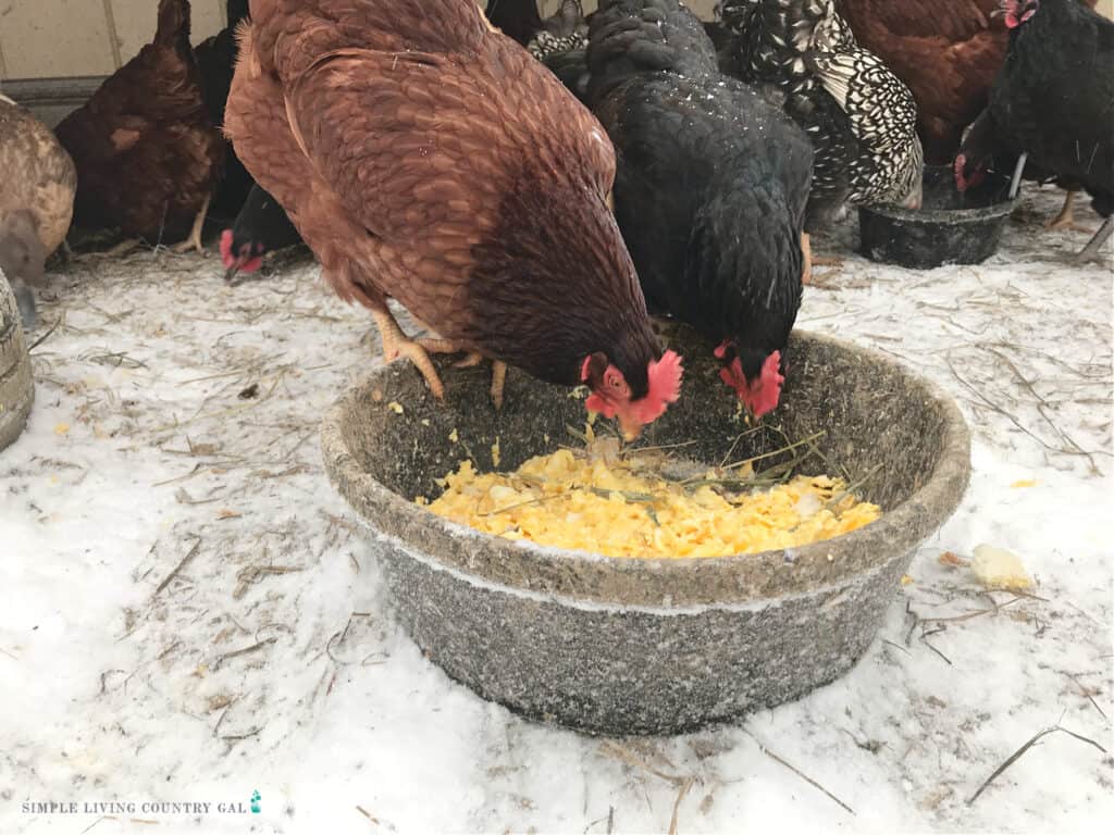 chickens eating scrambled eggs from a bowl in the snow