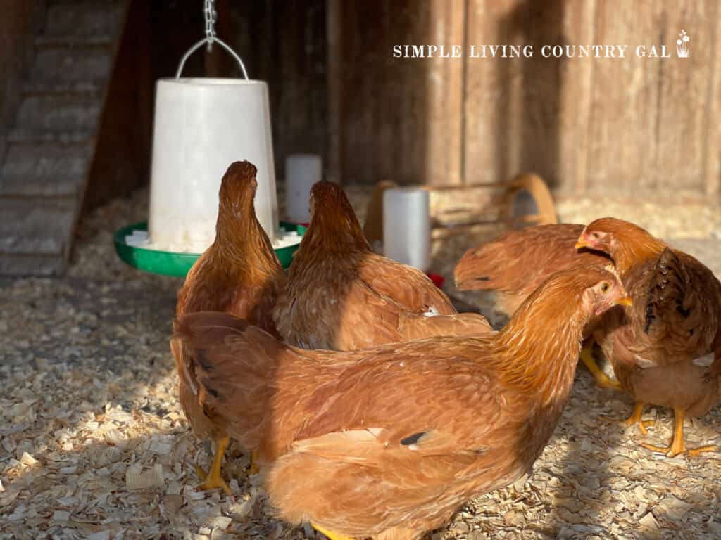 chickens in a chicken coop