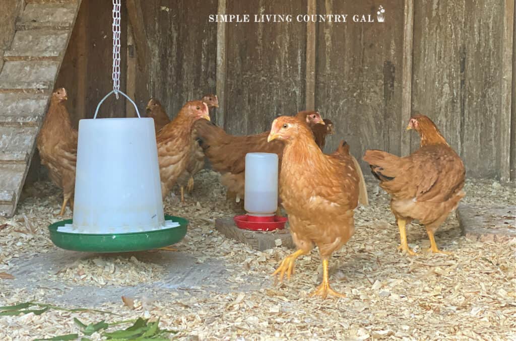 chickens walking around the inside of a chicken coop