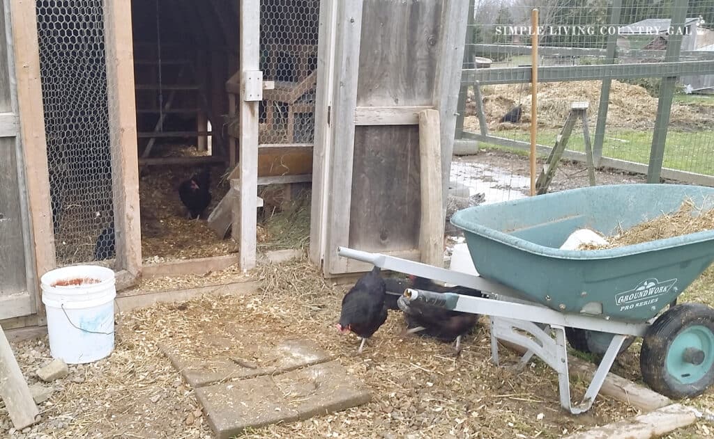  a green wheelbarrow outside of a chicken coop