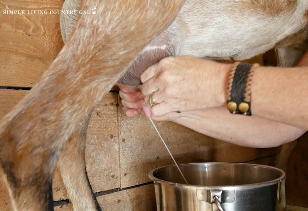hands milking a dairy goat into a bucket