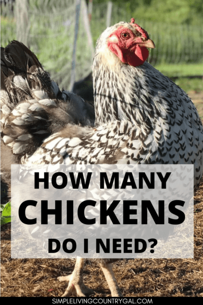 How Many Chickens Do I Need? | Simple Living Country Gal