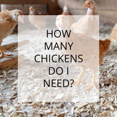 How many chickens do I need