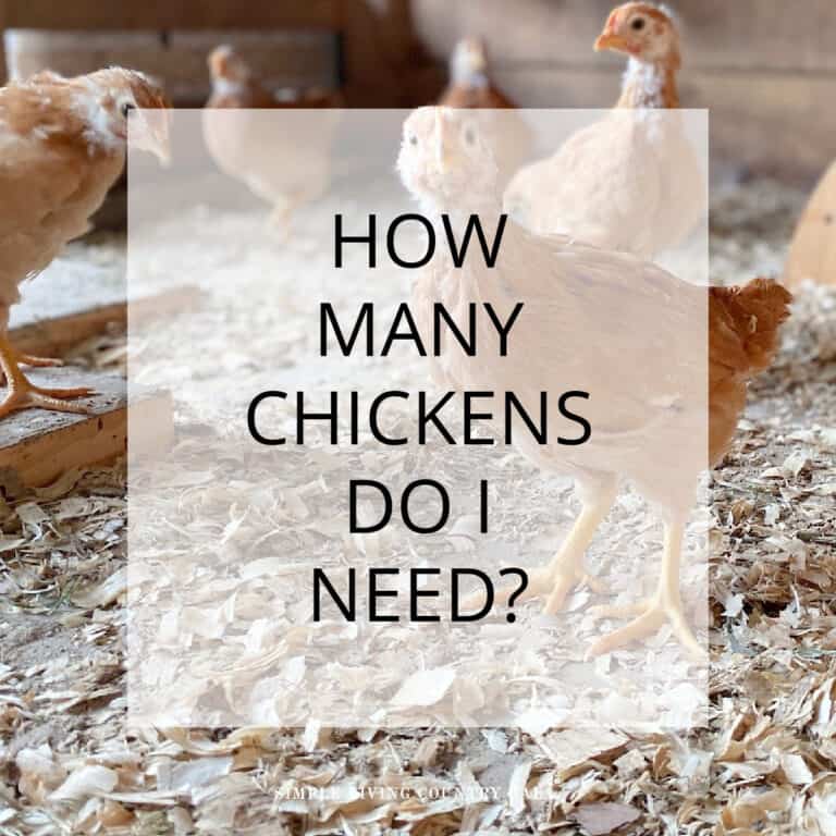 How Many Chickens Do I Need?