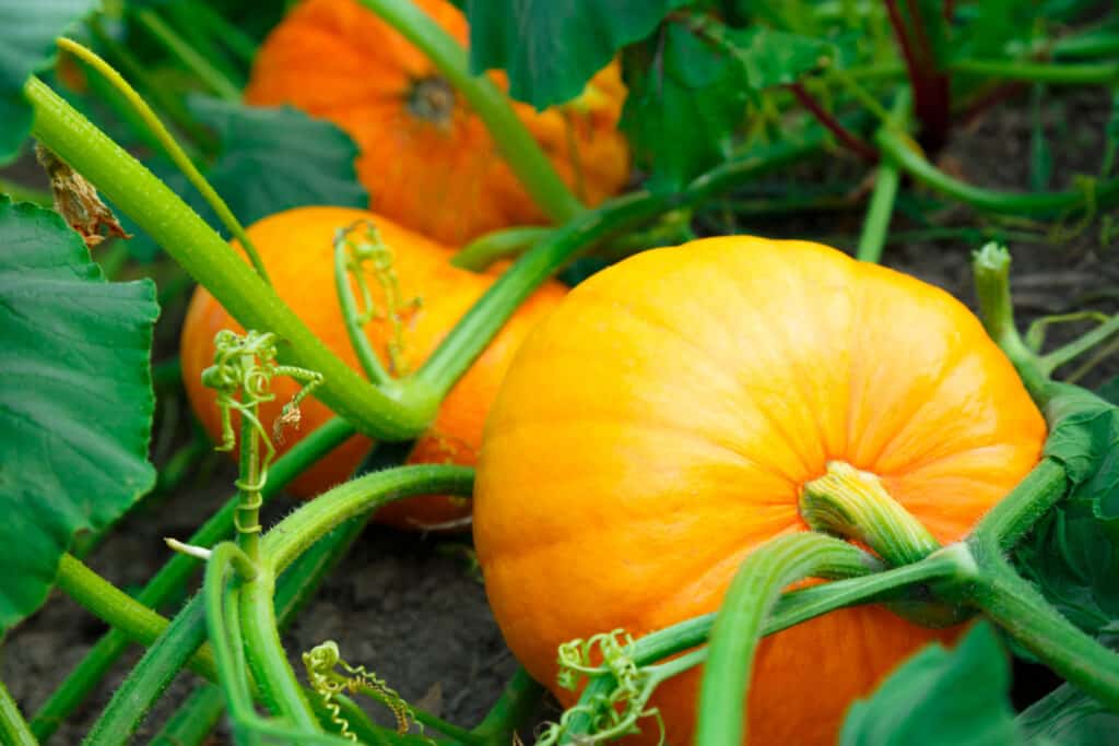 Young pumpkin growing in the garden outside