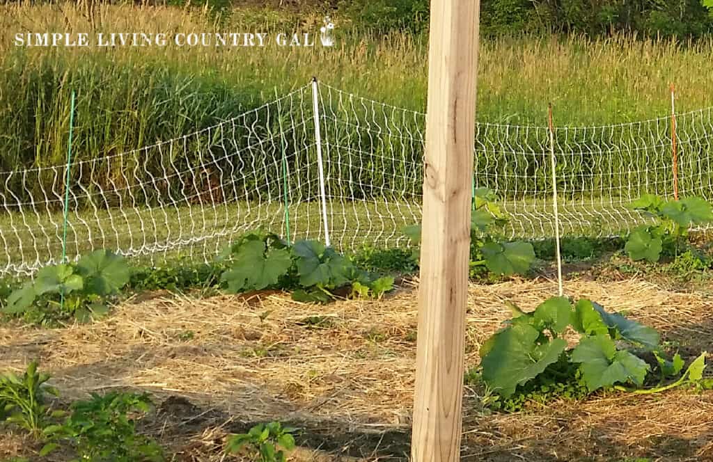 new pumpkin plants growing in a garden