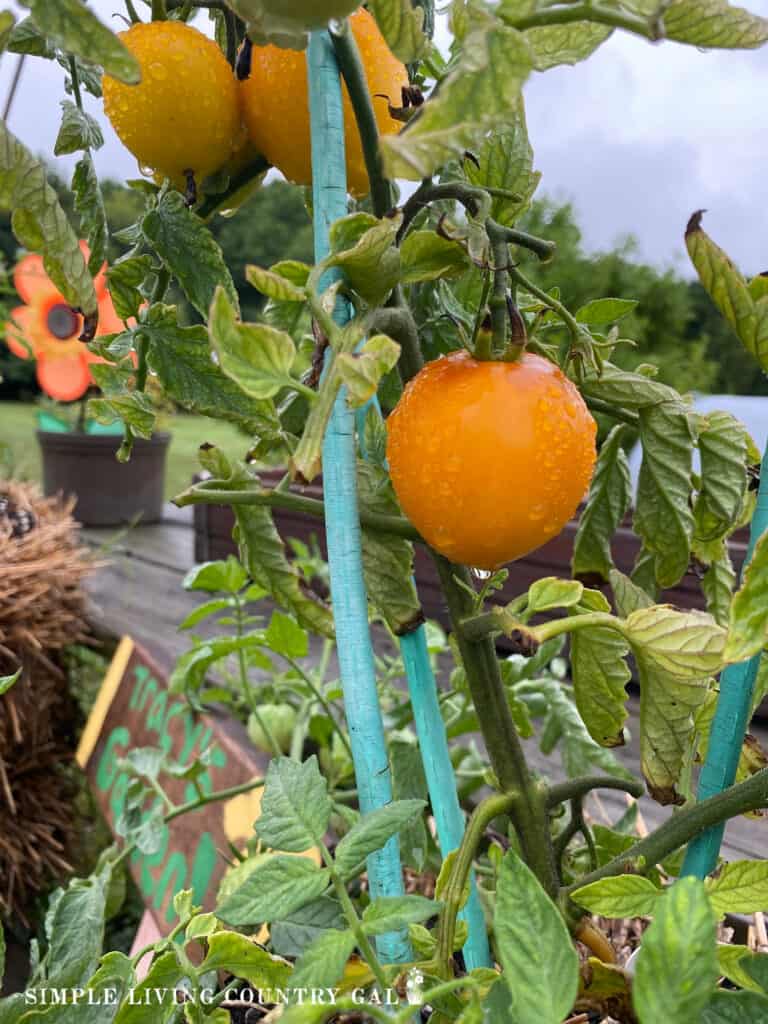 tomatoes ripening on a vine