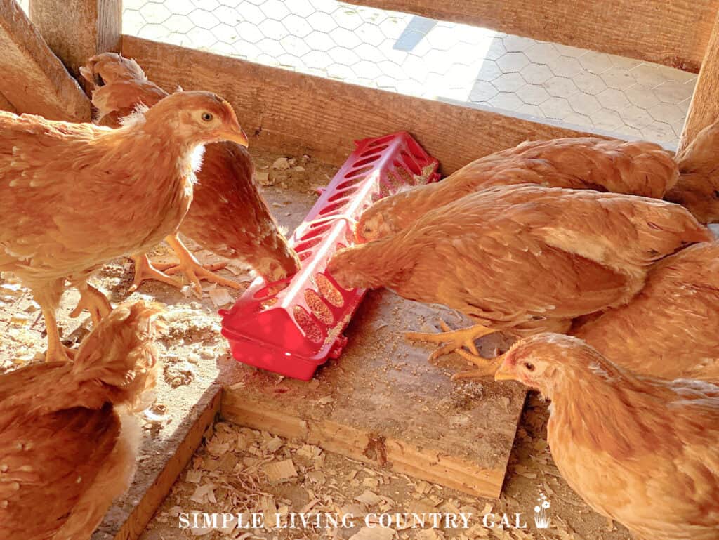 young chickens eating grain in their pen