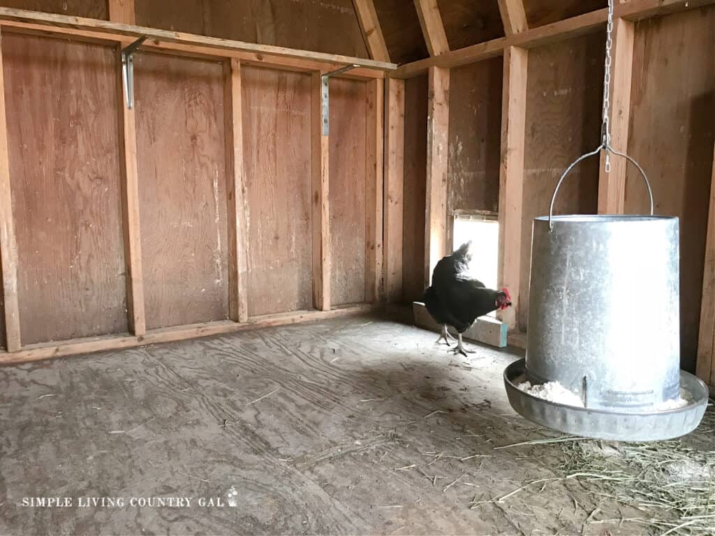 a black chicken walking into a clean chicken coop