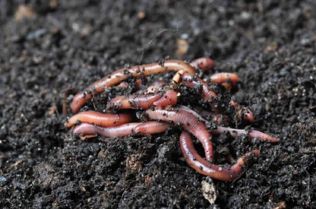 Group of earthworms on a pile of fresh soil